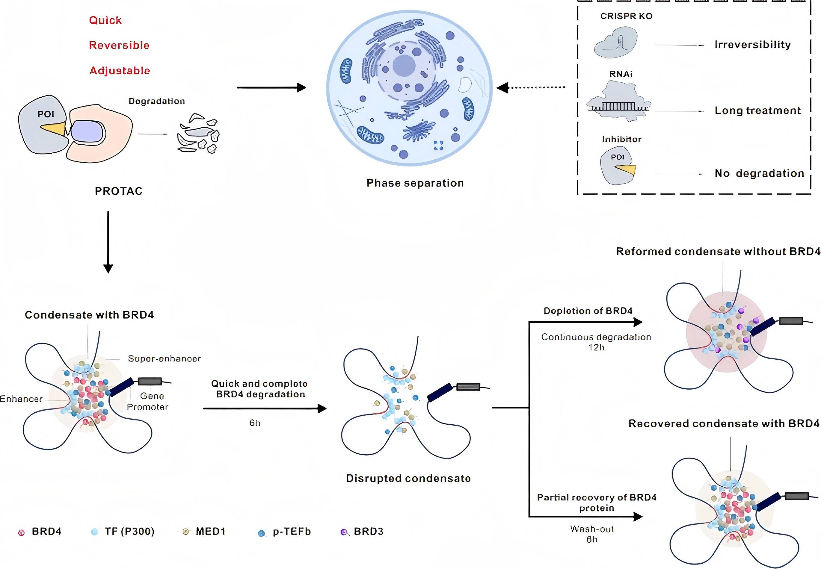 BRD4-targeting PROTAC as a unique tool to study biomolecular condensates