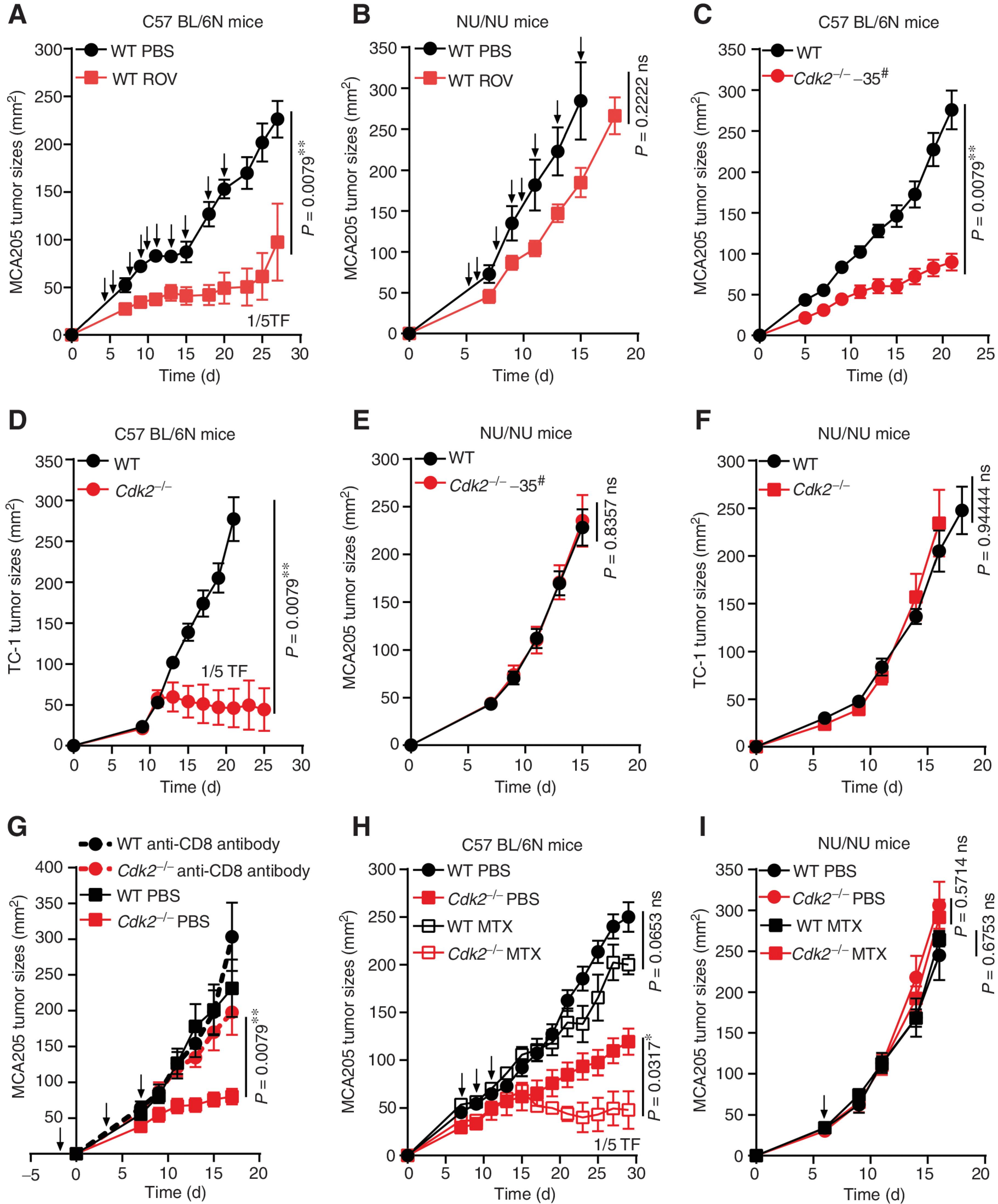 CDK2 Inhibition Enhances Antitumor Immunity by Increasing IFN Response to Endogenous Retroviruses