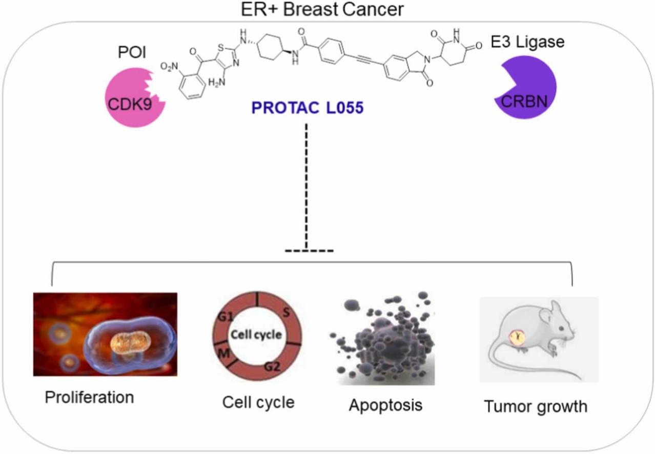 CDK9 targeting PROTAC L055 inhibits ERα-positive breast cancer