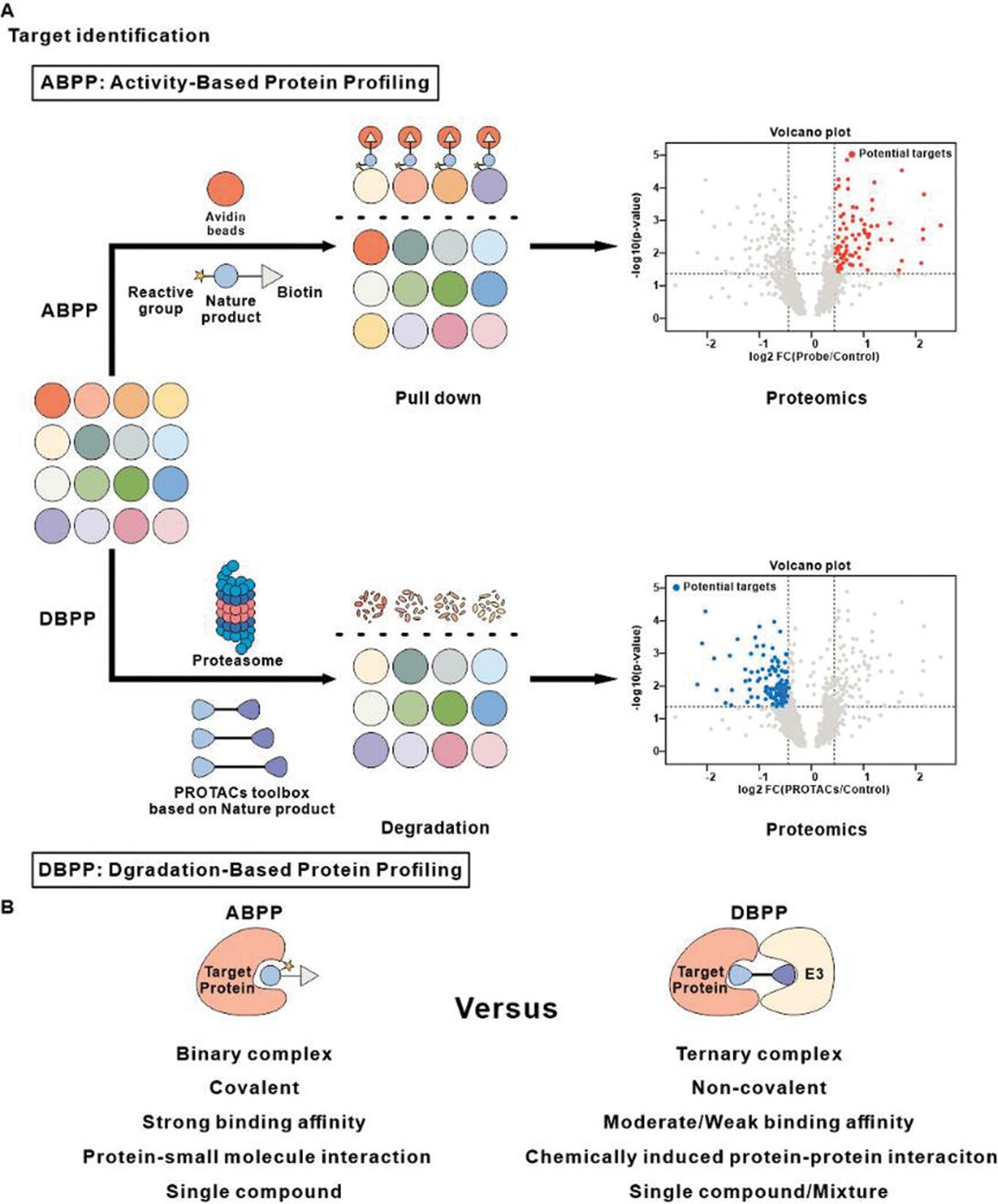 Degradation Based Protein Profiling: A Case Study of Celastrol