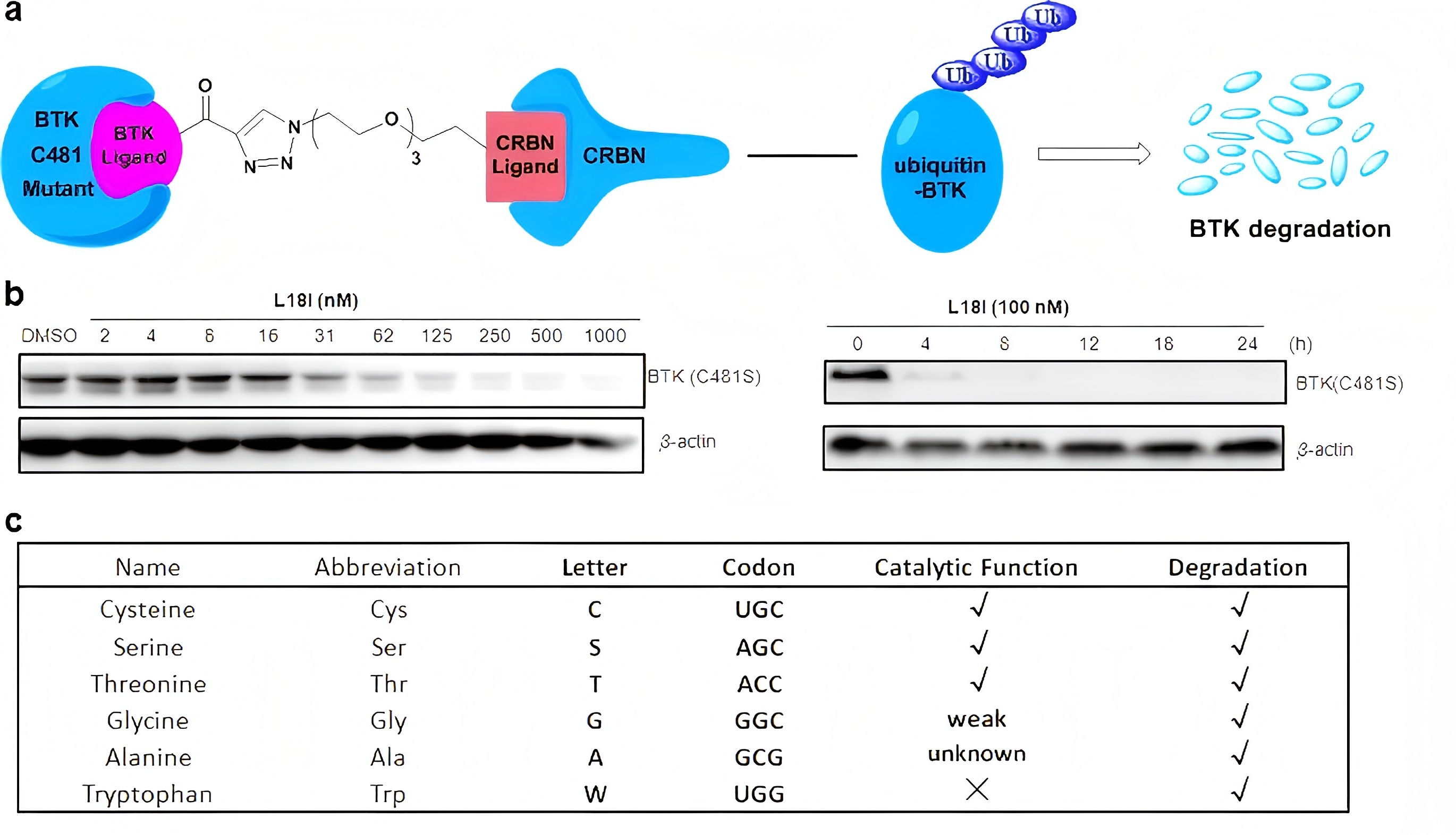 Degradation of Bruton s tyrosine kinase mutants by PROTACs for potential treatment of ibrutinib-resistant non-Hodgkin lymphomas