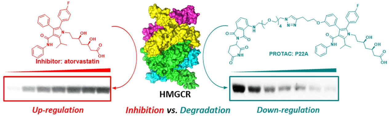 Degradation versus Inhibition: Development of Proteolysis-Targeting Chimeras for Overcoming Statin-Induced Compensatory Upregulation of 3-Hydroxy-3-methylglutaryl Coenzyme A Reductase