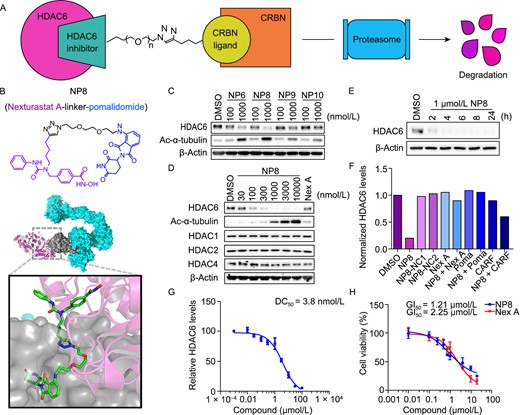 Developing potent PROTACs tools for selective degradation of HDAC6 protein