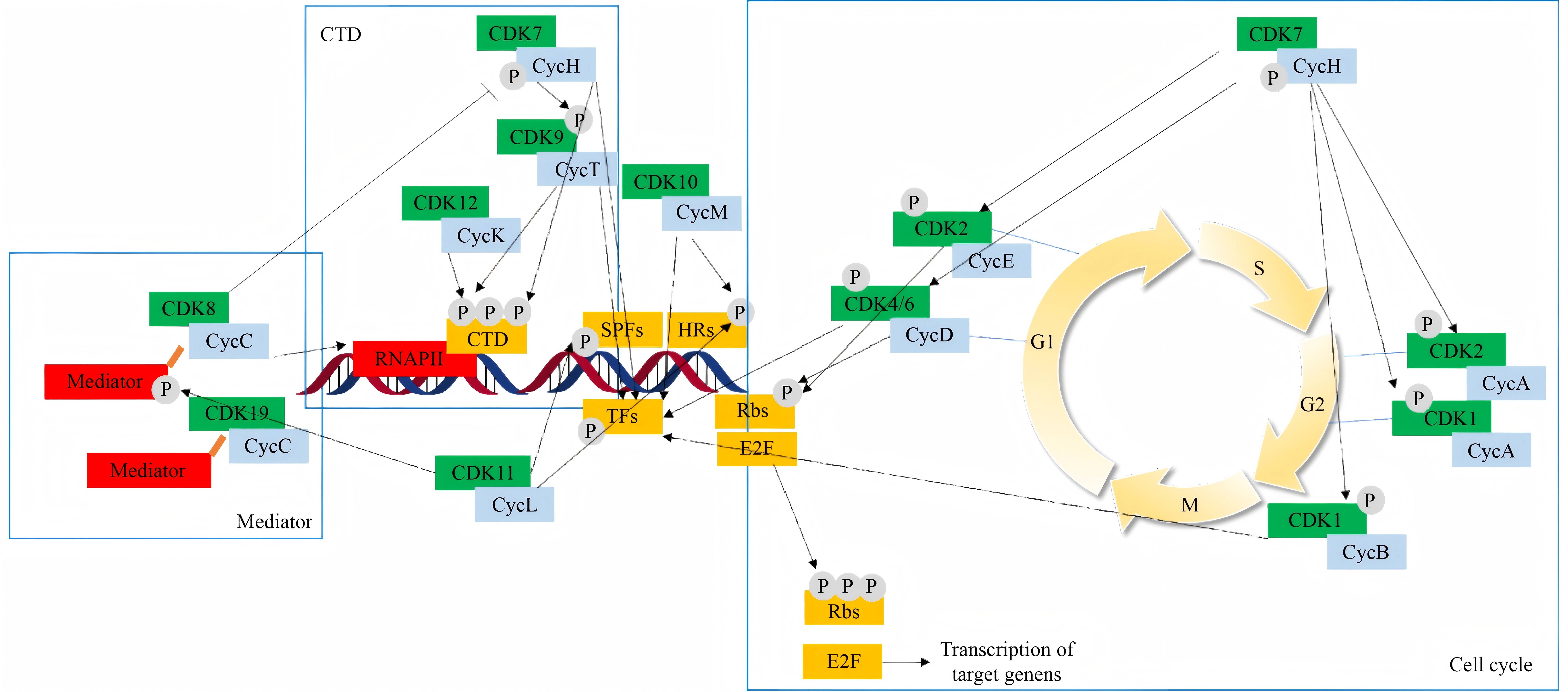 Discovery of small molecule degraders for modulating cell cycle