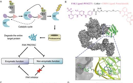 FAK-targeting PROTAC as a chemical tool for the investigation of non-enzymatic FAK function in mice