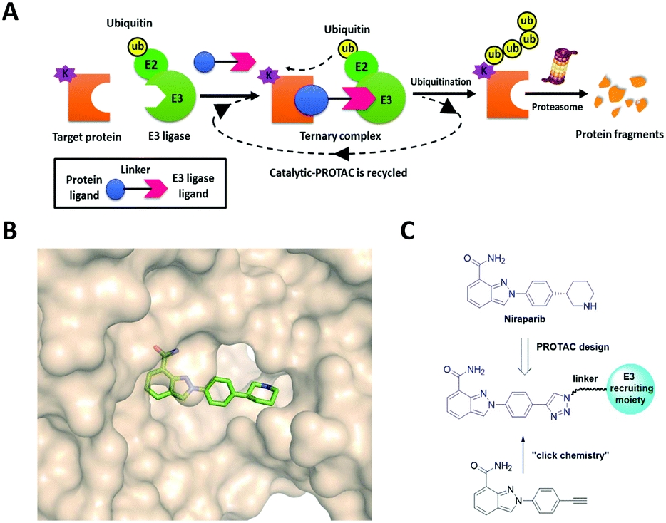 Induction of apoptosis in MDA-MB-231 breast cancer cells by a PARP1-targeting PROTAC small molecule