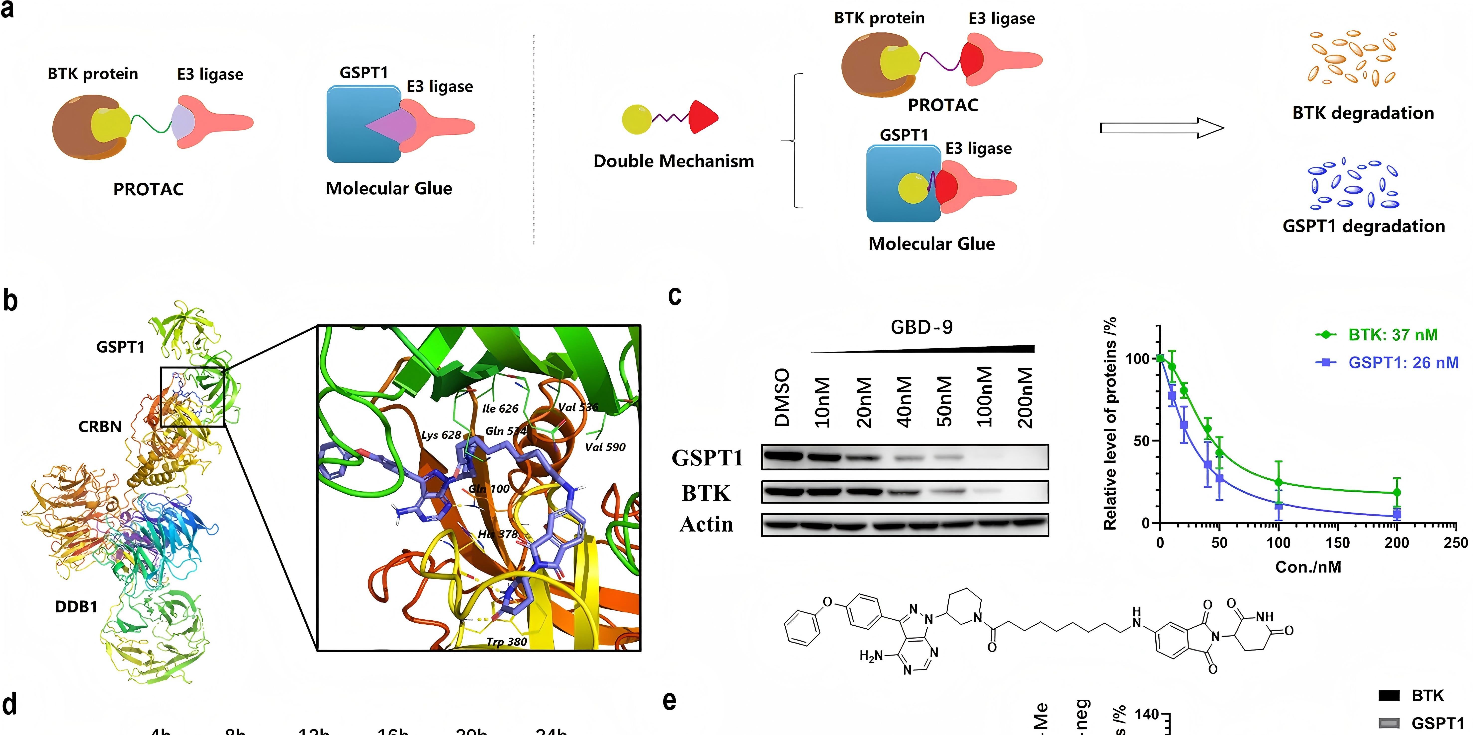 Merging PROTAC and molecular glue for degrading BTK and GSPT1 proteins concurrently