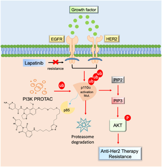PI3K PROTAC overcomes the lapatinib resistance in PIK3CA-mutant HER2 positive breast cancer