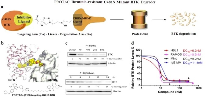 PROTAC-induced BTK degradation as a novel therapy for mutated BTK C481S induced ibrutinib-resistant B-cell malignancies