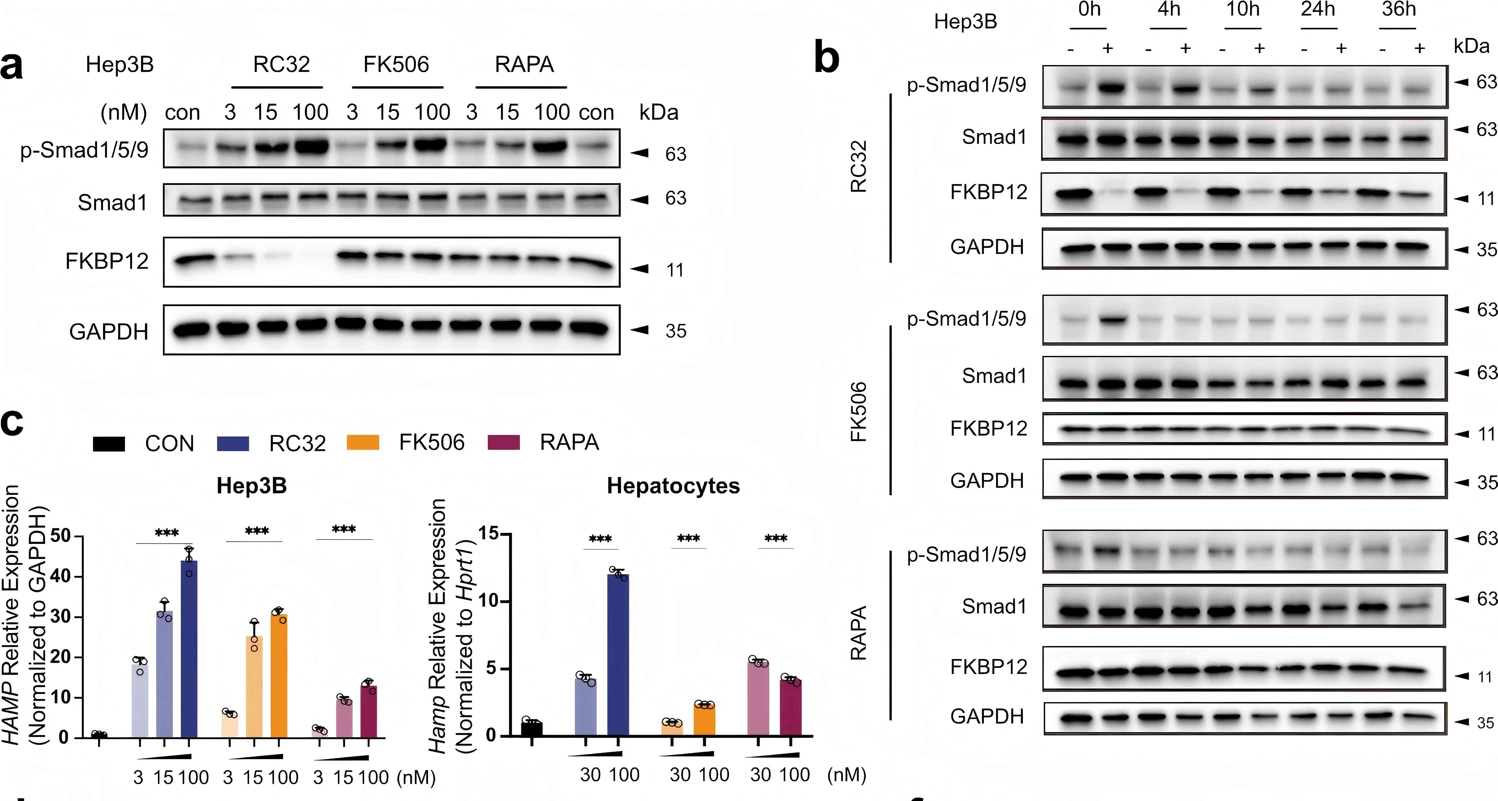 PROTAC mediated FKBP12 degradation enhances Hepcidin expression via BMP signaling without immunosuppression activity