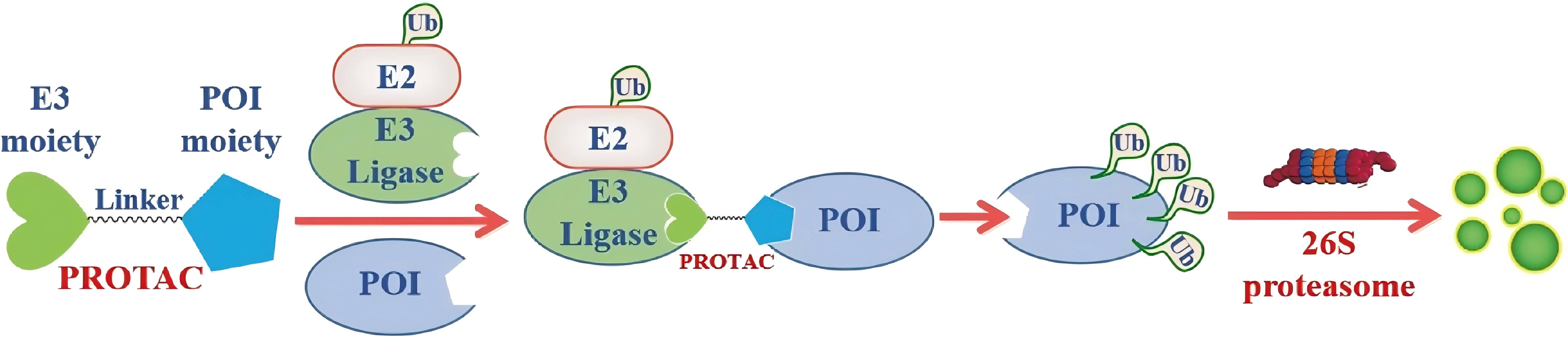 PROTACs: great opportunities for academia and industry an update from 2020 to 2021