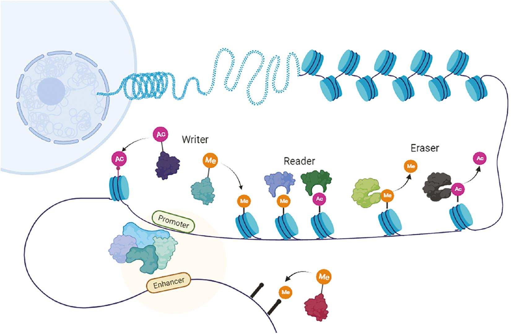 PROTACs targeting epigenetic proteins