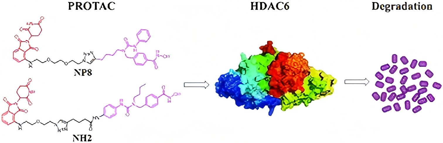 Plasticity in designing PROTACs for selective and potent degradation of HDAC6