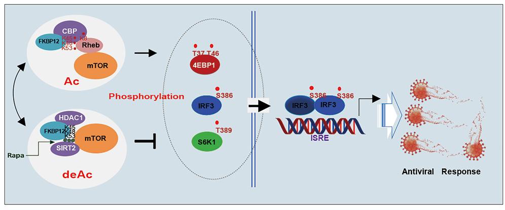 Rapamycin recruits SIRT2 for FKBP12 deacetylation during mTOR activity modulation in innate immunity