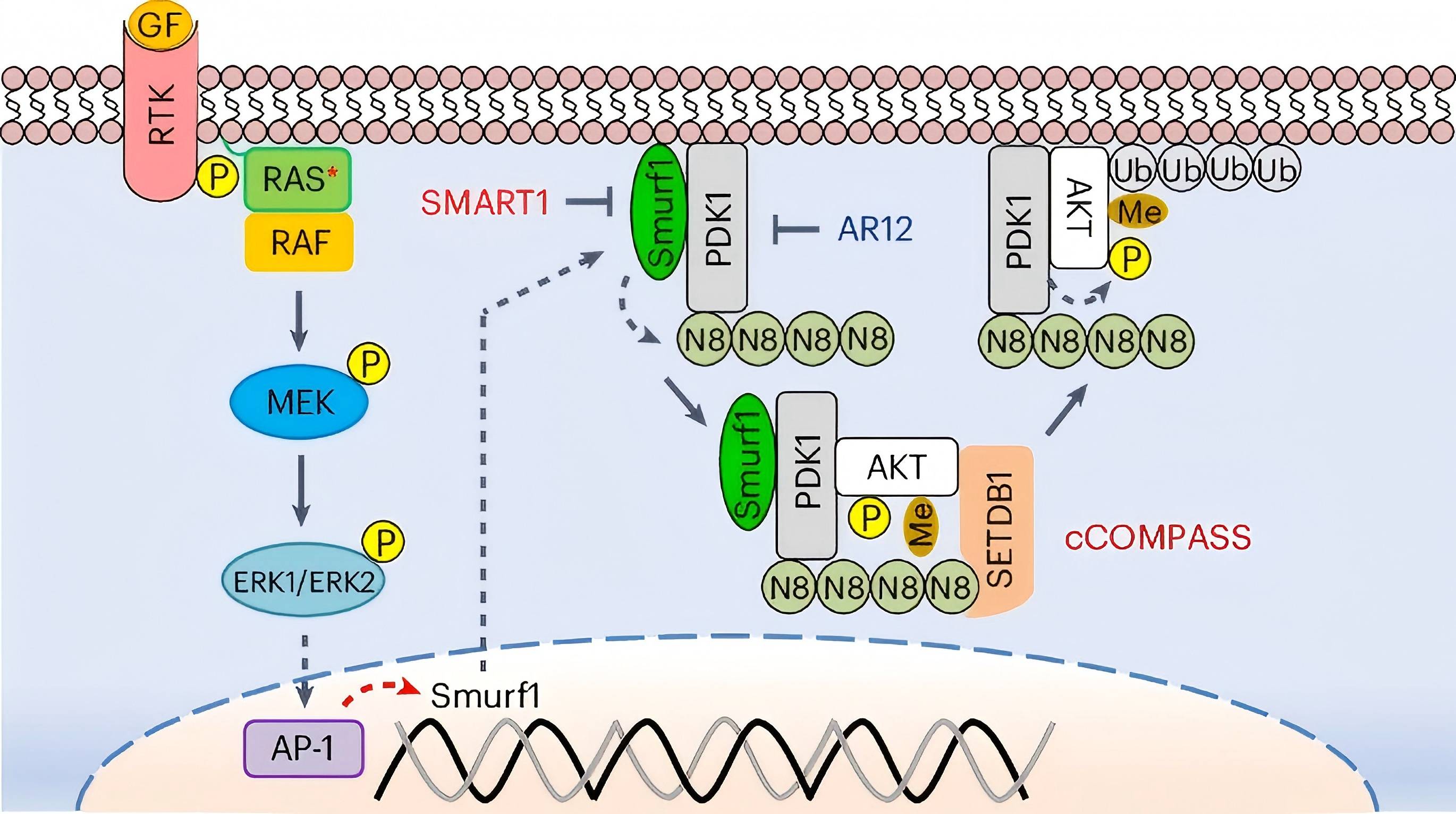 Targeting Smurf1 to block PDK1 Akt signaling in KRAS-mutated colorectal cancer