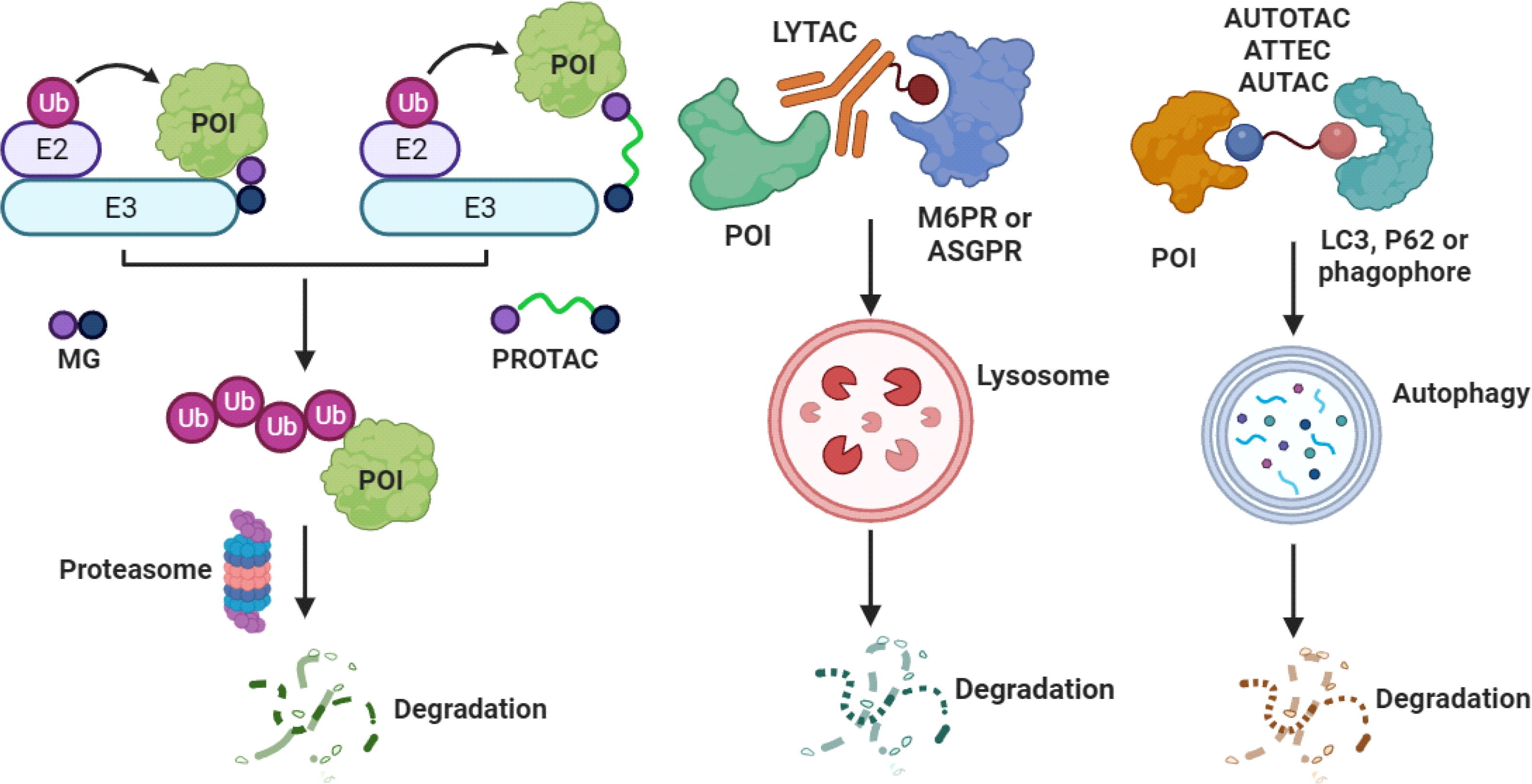 Targeting the undruggables the power of protein degraders